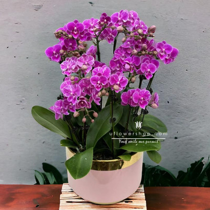 Orchid - Bright Future