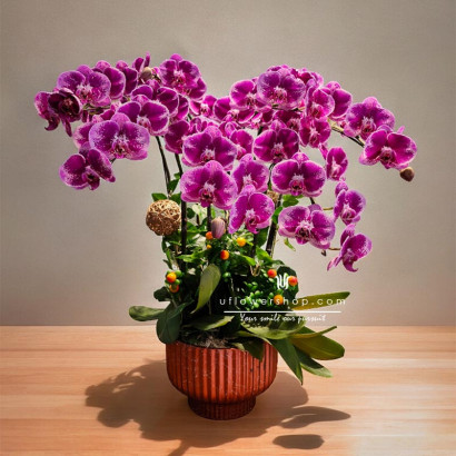 Majestic Purple Orchid Pot...