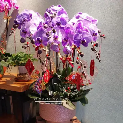 蘭花盆栽-紫氣東來| 訂蘭花