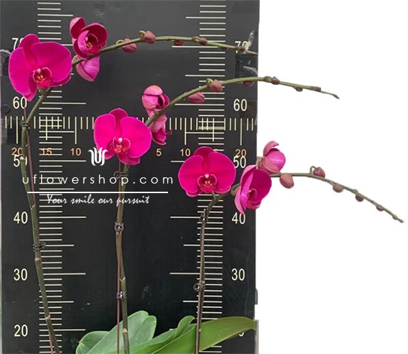 Phalaenopsis 'Big Chili '大辣椒