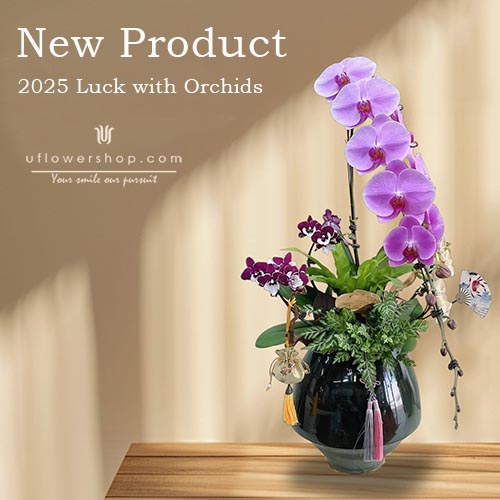 2025 Luck with Orchids